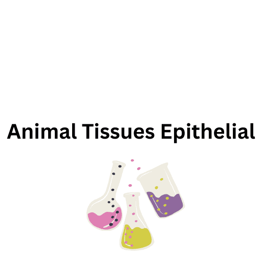  Animal Tissues  Epithelial